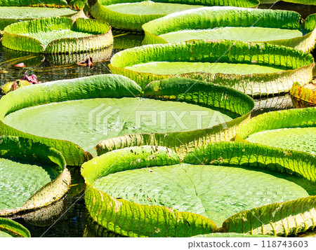 Water lilies floating on the vivid green water surface 118743603