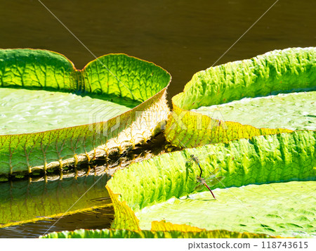 A giant water lily and a pair of dragonflies floating on the vivid green water surface A giant water lily and a pair of dragonflies floating on the vivid green water surface 118743615