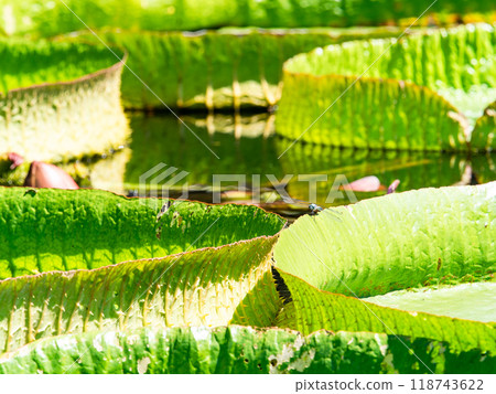 漂浮在亮綠色水面上的巨型鱸魚和蜻蜓 118743622