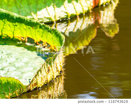 Water lilies and dragonflies floating on the vivid green water surface Water lilies and dragonflies floating on the vivid green water surface 118743628
