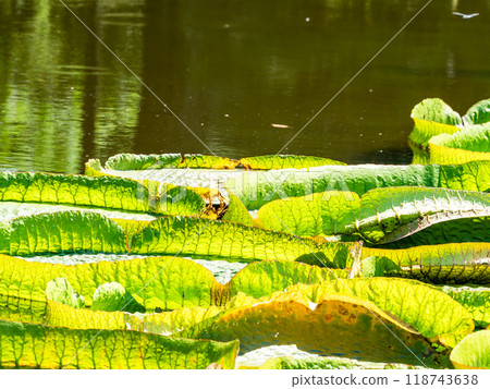 Water lilies floating on the vivid green water surface 118743638