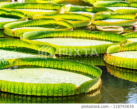 漂浮在亮綠色水面上的巨型鱸魚 漂浮在亮綠色水面上的巨型鱸魚 118743639