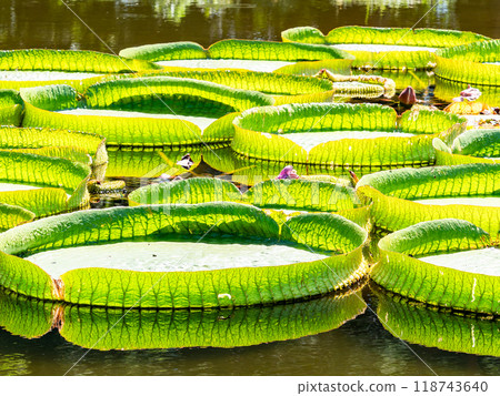 Water lilies floating on the vivid green water surface 118743640