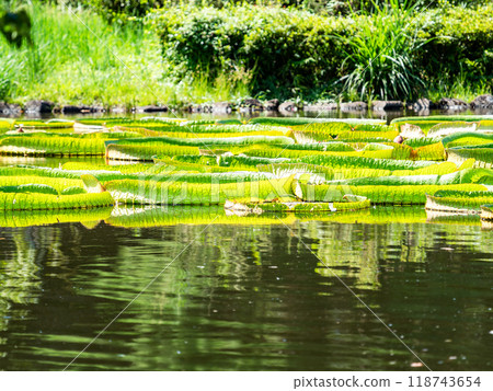 Water lilies floating on the vivid green water surface 118743654