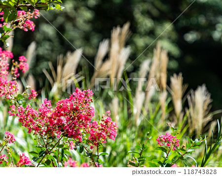 Red crepe myrtle flowers and silver grass in full bloom Red crepe myrtle flowers and silver grass in full bloom 118743828