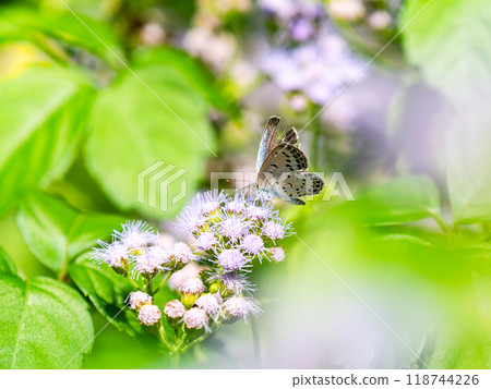 A cute lycaenid butterfly comes to suck nectar from an ageratum in a late summer flowerbed. 118744226
