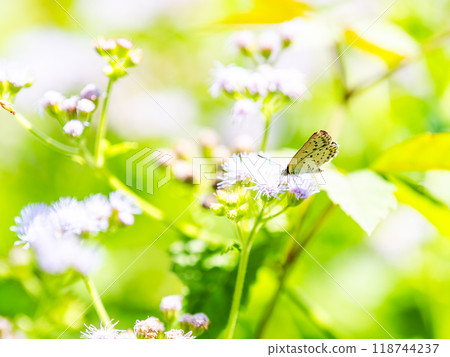 一隻可愛的呂卡蝴蝶在夏末來到阿格拉圖姆花壇吸取花蜜。 118744237