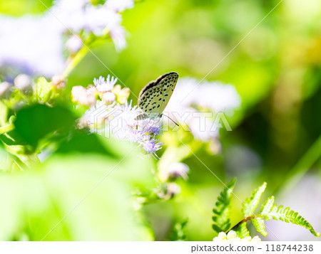 A cute lycaenid butterfly comes to suck nectar from an ageratum in a late summer flowerbed. 118744238