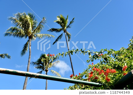 Holidays in Hawaii 118744349