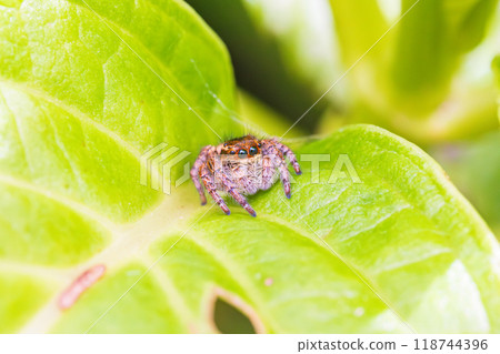A jumping spider waits patiently on a leaf for prey A jumping spider waits patiently on a leaf for prey 118744396