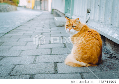 坐在街角的棕色虎斑貓 118744505