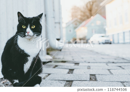 一隻黑白相間的貓站在街角 118744506