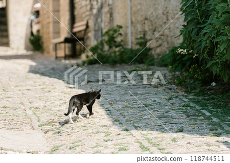 Black cat walking down a cobblestone road 118744511
