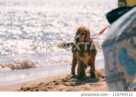 Wet dog playing on the beach 118744512