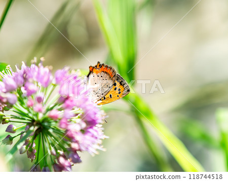 秋天的花壇風景：黑貝母蝴蝶來吸花蜜 118744518