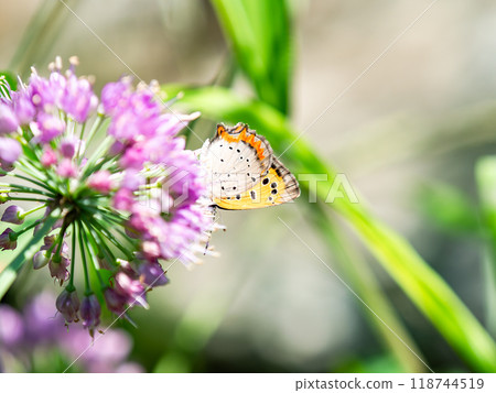 秋天的花壇風景：黑貝母蝴蝶來吸花蜜 118744519