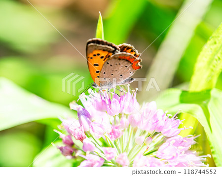 秋天的花壇風景：黑貝母蝴蝶來吸花蜜 118744552