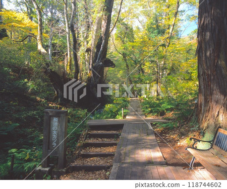 但馬高原植物園的「桂千年水」/平成時代的名水百選/極純淨的軟水/兵山五山薙山國定公園 118744602