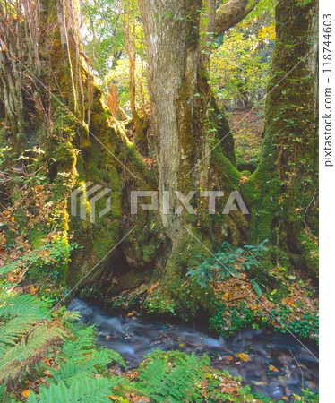 "Katsura Millennium Water" at Tajima Highlands Botanical Garden / Top 100 famous waters of the Heisei era / Highly pure soft water / Hyonosen-Ushiroyama-Nagisan Quasi-National Park 118744603