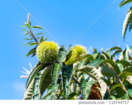 Autumn taste: delicious-looking chestnuts ripening abundantly Autumn taste: delicious-looking chestnuts ripening abundantly 118744717