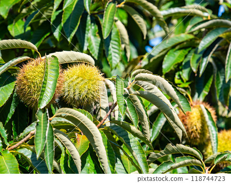 Autumn taste: delicious-looking chestnuts ripening abundantly Autumn taste: delicious-looking chestnuts ripening abundantly 118744723