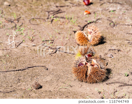 秋天的味道：栗子熟得香香可口 118744749