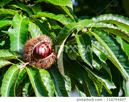 Autumn taste: delicious-looking chestnuts ripening abundantly 118744807