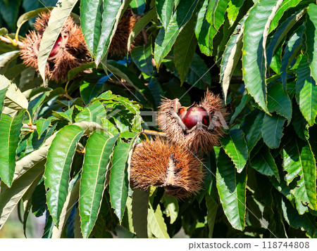 Autumn taste: delicious-looking chestnuts ripening abundantly 118744808