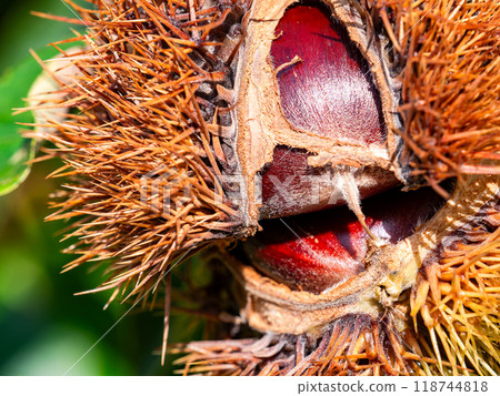 Autumn taste: delicious-looking chestnuts ripening abundantly Autumn taste: delicious-looking chestnuts ripening abundantly 118744818