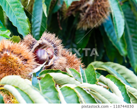 Autumn taste: delicious-looking chestnuts ripening abundantly Autumn taste: delicious-looking chestnuts ripening abundantly 118744830