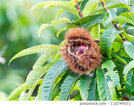 Autumn taste: delicious-looking chestnuts ripening abundantly Autumn taste: delicious-looking chestnuts ripening abundantly 118744831