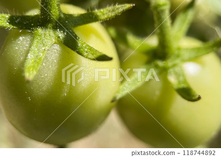 Close-Up of Green Tomatoes.A close-up view of unripe green tomatoes attached to their stems. The smooth surface of the tomatoes and the fine hairs on the stems are highlighted in detail. Close-Up of Green Tomatoes.A close-up view of unripe green tomatoes attached to their stems. The smooth surface of the tomatoes and the fine hairs on the stems are highlighted in detail. 118744892