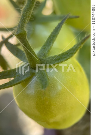 Close-Up of Green Tomatoes.A close-up view of unripe green tomatoes attached to their stems. The smooth surface of the tomatoes and the fine hairs on the stems are highlighted in detail. 118744893