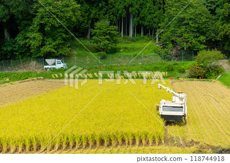 Rice harvest Rice harvest 118744918