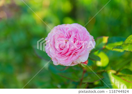 Rose Naema 118744924