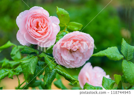 Rose Naema Rose Naema 118744945