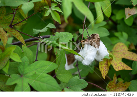 gossypium Japanese cotton cotton flower plant material gossypium Japanese cotton cotton flower plant material 118745429