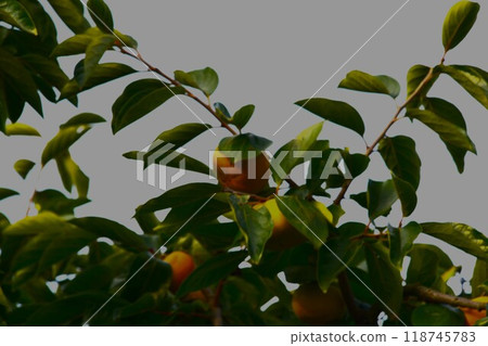 [Fall taste] Persimmon 118745783