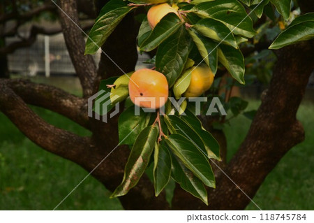 [Fall taste] Persimmon 118745784
