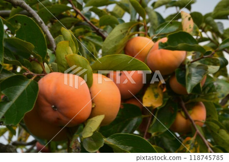 [Fall taste] Persimmon 118745785