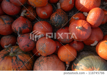 Colorful Pumpkins in Autumn Harvest Colorful Pumpkins in Autumn Harvest 118745786