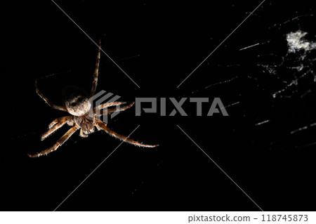 A CloseUp View of a Spider in Its Web Set Against a Dark Black Background for Contrast A CloseUp View of a Spider in Its Web Set Against a Dark Black Background for Contrast 118745873