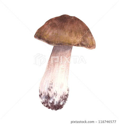 Boletus with brown cap for food. Porcini mushroom hand drawn watercolor illustration. Edible wild forest fungi. Fall harvest, vegetarian menu, product label, recipe. Clipart isolated from background Boletus with brown cap for food. Porcini mushroom hand drawn watercolor illustration. Edible wild forest fungi. Fall harvest, vegetarian menu, product label, recipe. Clipart isolated from background 118746577