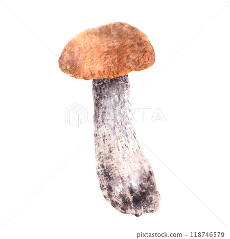 Boletus with red, orange cap for food. Edible mushrooms, wild forest fungi. Watercolor hand drawn. Fall harvest, vegetarian product label, card. Realistic Clipart Illustration isolated from background 118746579