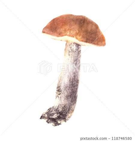 One Boletus with red, orange cap. Edible mushrooms, wild forest fungi. Watercolor hand drawn. Fall harvest, healthy vegetarian food. Clipart in realistic style. Illustration isolated from background 118746580