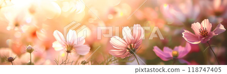 A serene, sunlit meadow filled with delicate pink and white wildflowers, captured during a beautiful golden hour sunset. 118747405