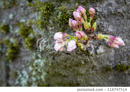 櫻花在樹枝上 118747514