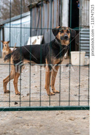 Dog waiting for adoption in animal shelter. Homeless dog in the shelter. 118747525