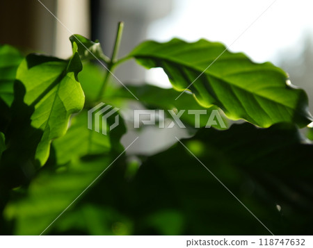 The leaves of the coffee tree are a pleasant green in the sunlight. The green is soothing. Just like a houseplant. Tolerant. The leaves of the coffee tree are a pleasant green in the sunlight. The green is soothing. Just like a houseplant. Tolerant. 118747632