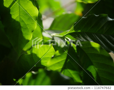 咖啡樹的葉子在陽光下呈現出令人愉悅的綠色。綠意盎然，讓你心曠神怡。只是一種室內植物。它是寬容的。 118747682
